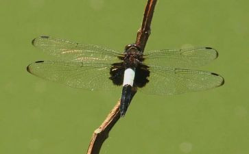 红蜻蜓红蜻蜓读后感通用7篇