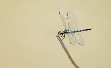 红蜻蜓,红蜻蜓读后感8篇
