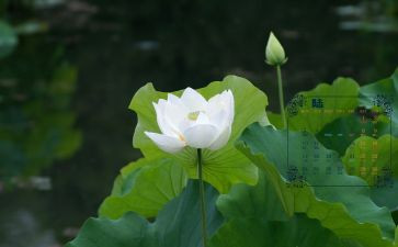 小班6月工作计划6篇