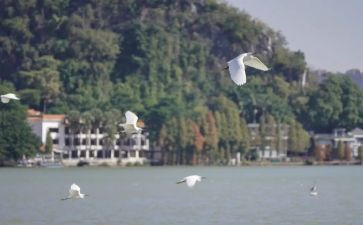 五年级语文白鹭教案6篇