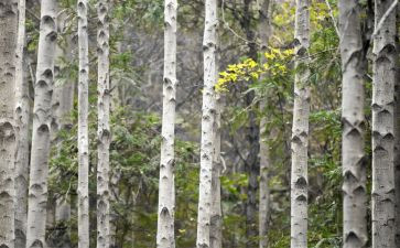 《白杨》教案模板7篇