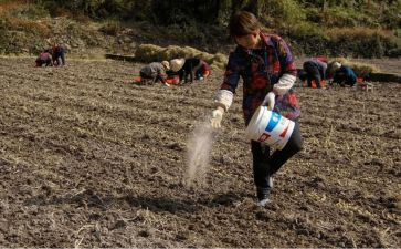 幼儿园播种子教案7篇