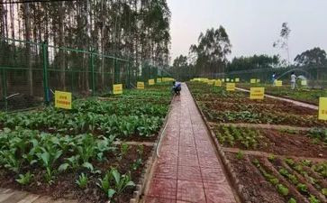 种蔬菜的教案精选5篇