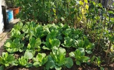 湘菜观后感8篇