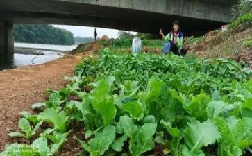 小班蔬菜宝宝教案5篇