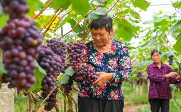采摘杏活动总结8篇