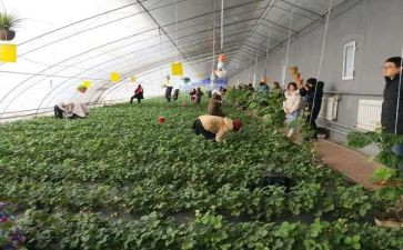 小班采摘苹果教案5篇
