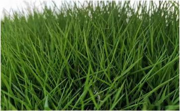 花和草识字教案优质8篇