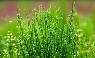 小班古诗草教案7篇