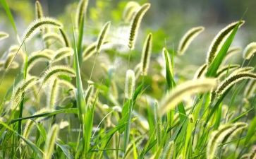 小班《草》教案模板8篇