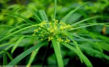 花和草识字教案最新8篇