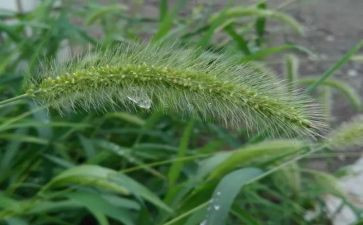 美丽的小草作文7篇