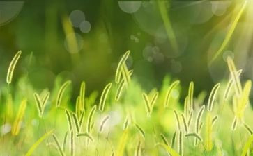 草房子心得5篇