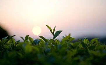 茶艺师月工作总结5篇
