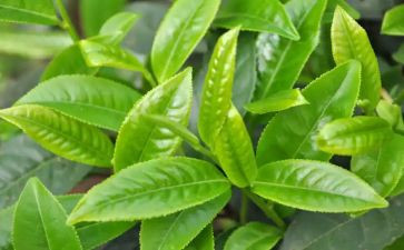茶文化节活动策划参考6篇