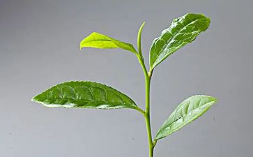 茶的文化作文5篇
