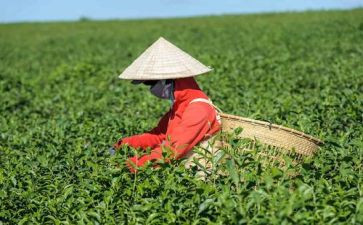 茶香作文6篇