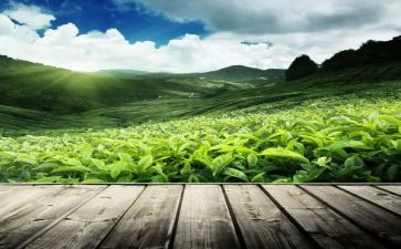 茶调研报告通用6篇