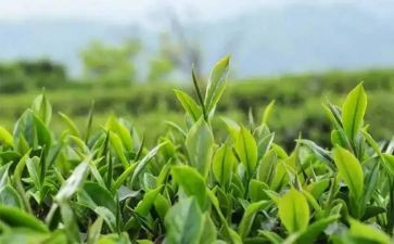 茶的文化作文推荐7篇