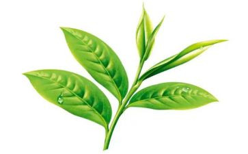 茶的文化作文通用5篇