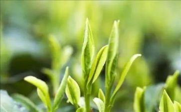 茶人的工作总结5篇
