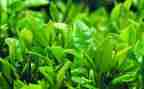 茶培训心得简短总结通用8篇