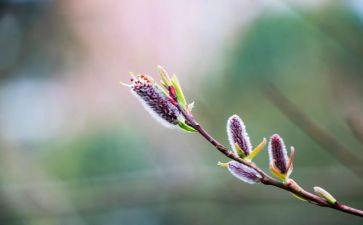 阳江春节作文6篇