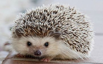 小刺猬大班教案6篇