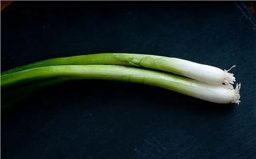 有关葱的社会教案精选8篇