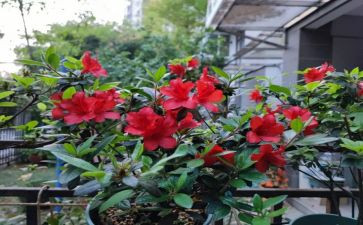 杜鹃教学反思8篇