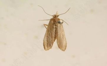 孔雀蛾读后感6篇