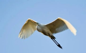 《飞翔》作文模板8篇