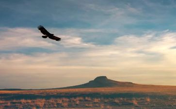 无翼的飞翔读后感6篇