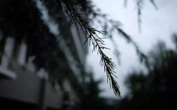走过风雨作文800字5篇