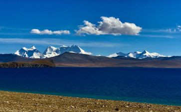 青海高原一株柳读后感模板5篇