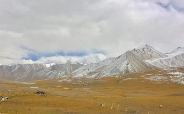 《青海高原一株柳》的读后感精选6篇