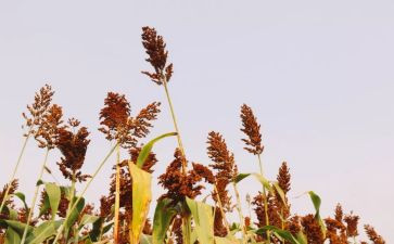 高粱观后感8篇