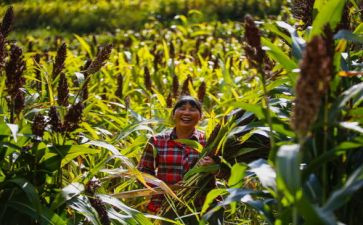 红高粱读后感5篇