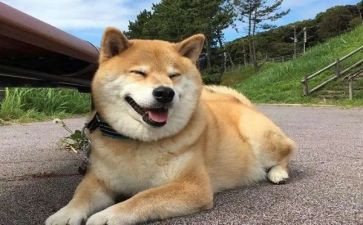 写小狗狗的作文300字推荐6篇