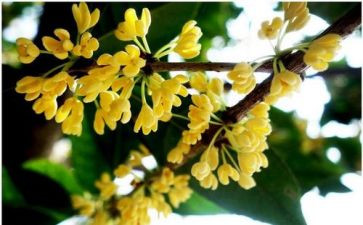 桂花的读后感7篇