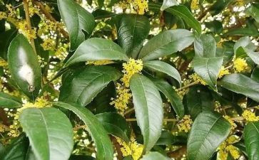 小学生桂花作文7篇