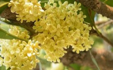 《桂花雨》的读后感5篇