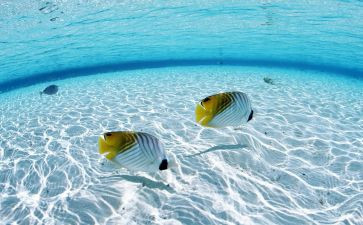 青海湖梦幻般的湖教案6篇