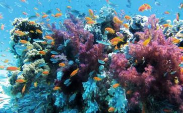 读后感海底两万里600字最新7篇