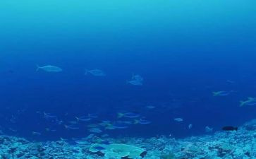 写海底两万里的读后感300字5篇