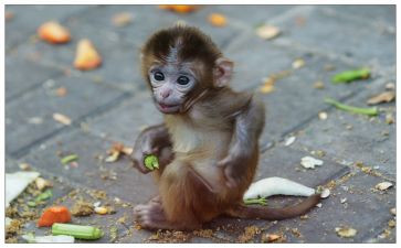 三只小猴子幼儿园教案5篇