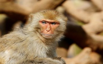 猴子捞月中班语言教案6篇