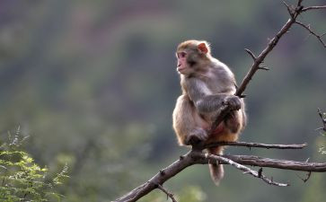 读《猴王出世》读后感6篇