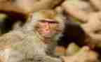 猴子捞月中班语言教案6篇
