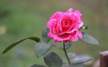 元宵节看花灯的作文优质6篇